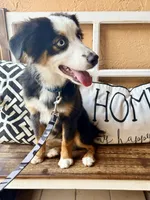 Bandit crystal blue eyes , a male Miniature Australian Shepherd for sale in Port Richey, FL – Photo 5 of 10