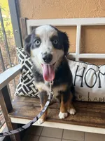 Bandit crystal blue eyes , a male Miniature Australian Shepherd for sale in Port Richey, FL – Photo 7 of 10