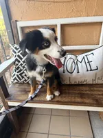 Bandit crystal blue eyes , a male Miniature Australian Shepherd for sale in Port Richey, FL – Photo 10 of 10