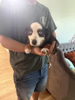 Bandit crystal blue eyes , a male Miniature Australian Shepherd for sale in Port Richey, FL – Photo 8 of 10