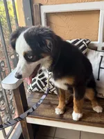 Bandit crystal blue eyes , a male Miniature Australian Shepherd for sale in Port Richey, FL – Photo 4 of 10