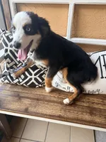 Bandit crystal blue eyes , a male Miniature Australian Shepherd for sale in Port Richey, FL – Photo 9 of 10