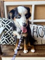 Bandit crystal blue eyes , a male Miniature Australian Shepherd for sale in Port Richey, FL – Photo 3 of 10