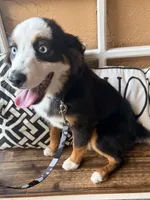 Bandit crystal blue eyes , a male Miniature Australian Shepherd for sale in Port Richey, FL – Photo 1 of 10