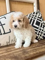 Pearl, a female Cavapoo for sale in Port Richey, FL – Photo 8 of 10