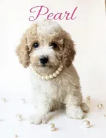 Pearl, a female Cavapoo for sale in Port Richey, FL – Photo 2 of 10