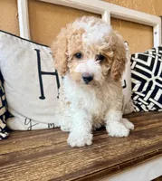 Pearl, a female Cavapoo for sale in Port Richey, FL – Photo 9 of 10