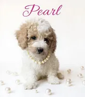 Pearl, a female Cavapoo for sale in Port Richey, FL – Photo 3 of 10