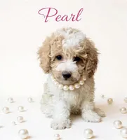 Pearl, a female Cavapoo for sale in Port Richey, FL – Photo 1 of 10