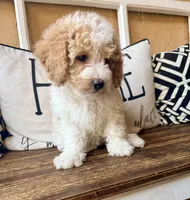 Pearl, a female Cavapoo for sale in Port Richey, FL – Photo 10 of 10