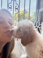 Pearl, a female Cavapoo for sale in Port Richey, FL – Photo 7 of 10