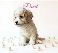 Pearl, a female Cavapoo for sale in Port Richey, FL – Photo 4 of 10