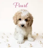 Pearl, a female Cavapoo for sale in Port Richey, FL – Photo 6 of 10