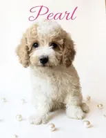 Pearl, a female Cavapoo for sale in Port Richey, FL – Photo 5 of 10