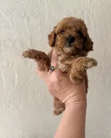 Small Mini chili, a male Miniature Goldendoodle for sale in Spring Hill, FL – 2 of 10