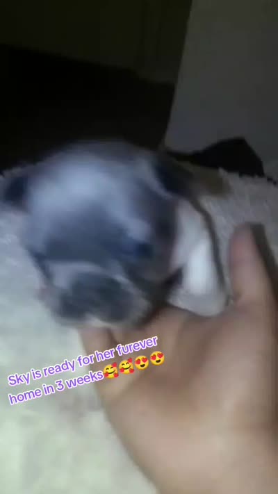 Sky, a female French Bulldog for sale in Fort Worth, TX – 1 of 1