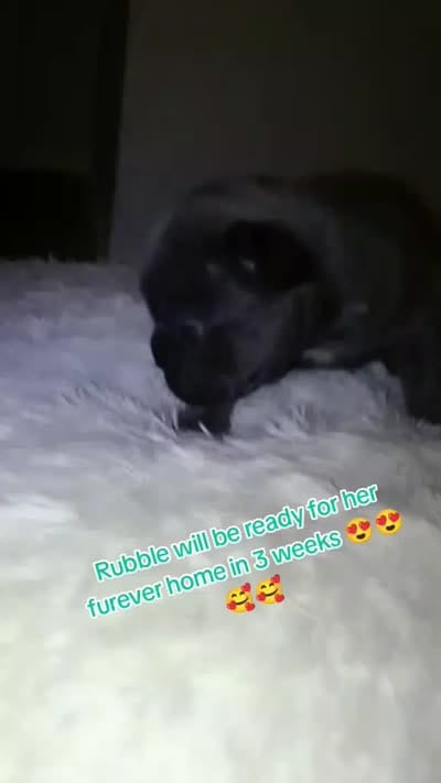 Rubble, a female French Bulldog for sale in Fort Worth, TX – 1 of 1