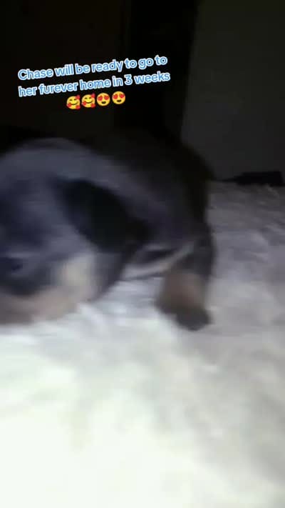Chase , a female French Bulldog for sale in Fort Worth, TX – 1 of 1