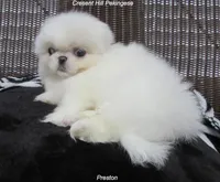Preston, a male Pekingese for sale in Salley, SC – 2 of 5