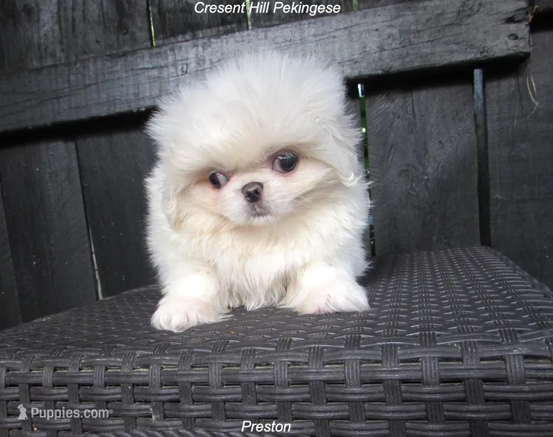 Preston – Pekingese puppy for sale in Salley, SC