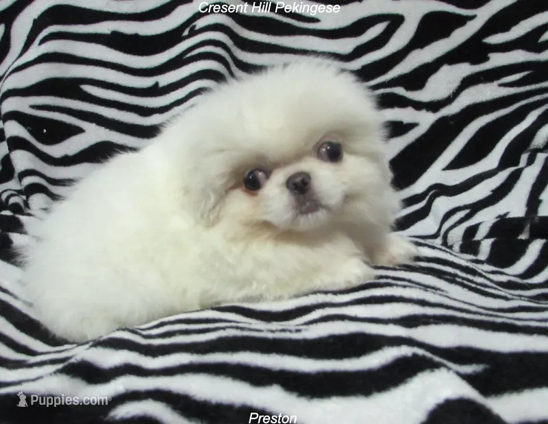 Preston, a male Pekingese for sale in Salley, SC – 1 of 5