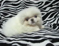 Preston, a male Pekingese for sale in Salley, SC – 1 of 5