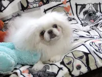 Preston, a male Pekingese for sale in Salley, SC – 2 of 7
