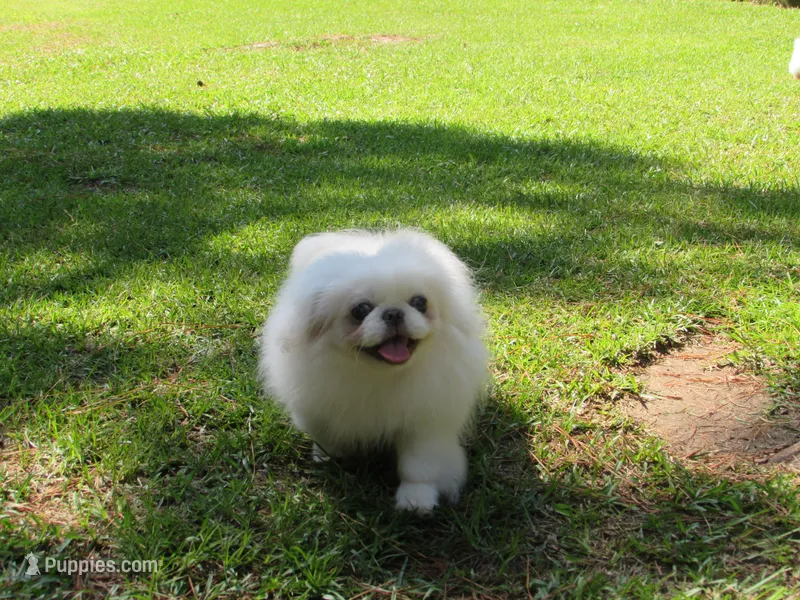 Preston – Pekingese puppy for sale in Salley, SC