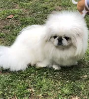 Preston, a male Pekingese for sale in Salley, SC – 6 of 7