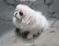 Preston, a male Pekingese for sale in Salley, SC – 5 of 7