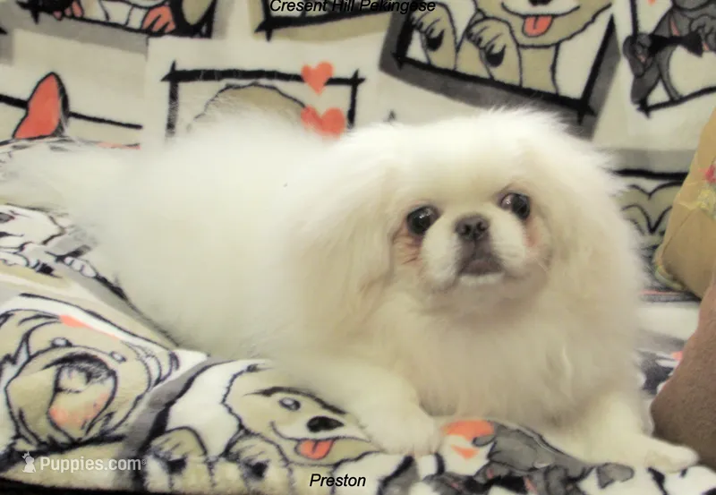 Preston – Pekingese puppy for sale in Salley, SC