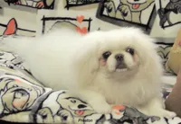 Preston, a male Pekingese for sale in Salley, SC – 1 of 7