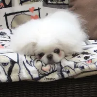 Preston, a male Pekingese for sale in Salley, SC – 4 of 7