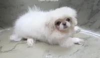 Preston, a male Pekingese for sale in Salley, SC – 4 of 7