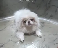 Preston, a male Pekingese for sale in Salley, SC – 3 of 7