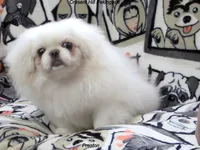 Preston, a male Pekingese for sale in Salley, SC – 3 of 7
