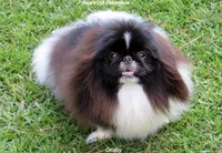 Preston, a male Pekingese for sale in Salley, SC – 7 of 7