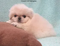 Aaron, a male Pekingese for sale in Salley, SC – 2 of 5