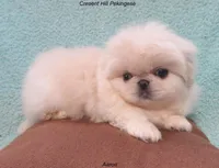Aaron, a male Pekingese for sale in Salley, SC – 3 of 5