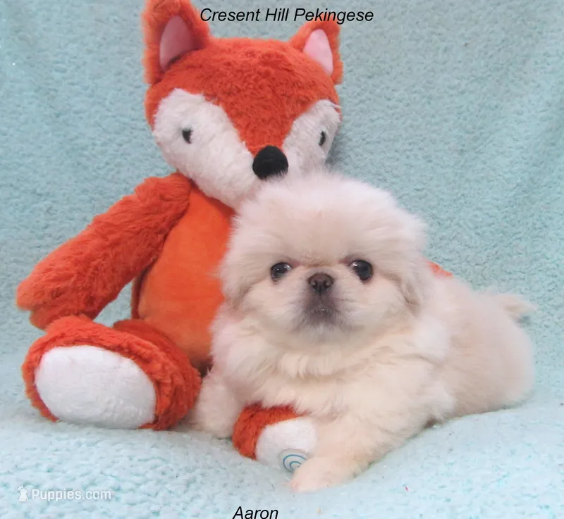 Aaron – Pekingese puppy on hold in Salley, SC