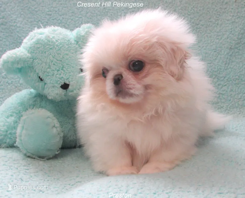 Preston – Pekingese puppy for sale in Salley, SC
