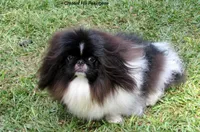 Sophia, a female Pekingese for sale in Salley, SC – 4 of 5