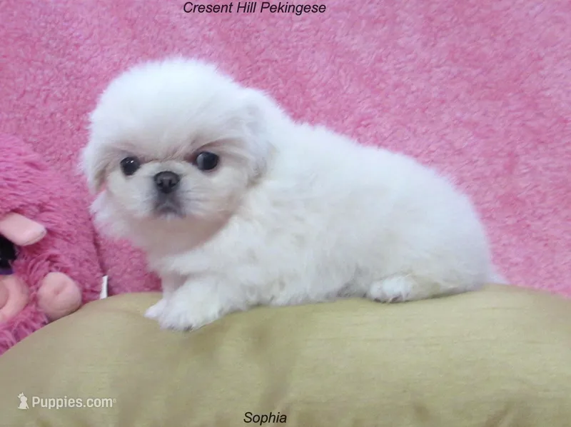 Sophia – Pekingese puppy on hold in Salley, SC
