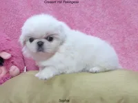 Sophia, a female Pekingese for sale in Salley, SC – 1 of 5