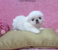 Sophia, a female Pekingese for sale in Salley, SC – 2 of 5