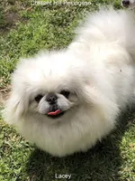 Sophia, a female Pekingese for sale in Salley, SC – 5 of 5