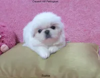 Sophia, a female Pekingese for sale in Salley, SC – 3 of 5