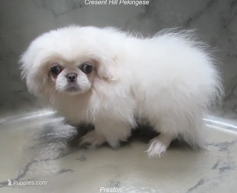 Preston – Pekingese puppy for sale in Salley, SC