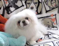 Preston, a male Pekingese for sale in Salley, SC – 5 of 7