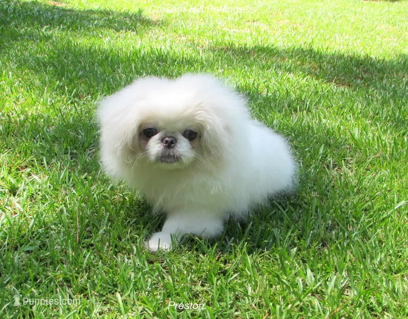 Preston – Pekingese puppy for sale in Salley, SC